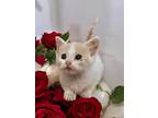 Adopt Zoinks (available for pre-adoption) a Domestic Short Hair
