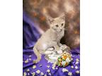Adopt Bazinga (available for pre-adoption) a Domestic Short Hair