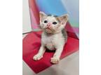 Adopt Crikey (available for pre-adoption) a Domestic Short Hair