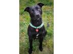 Adopt Richard a Labrador Retriever, Mixed Breed