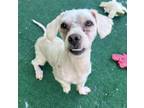 Adopt Pickles a Poodle, Mixed Breed