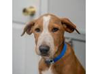 Adopt Mato a Labrador Retriever