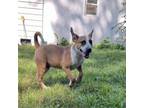 Adopt Manny a Cattle Dog