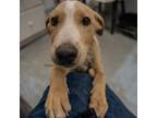 Adopt Wapi a Labrador Retriever