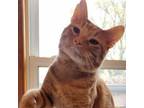 Adopt Frontier a Domestic Short Hair