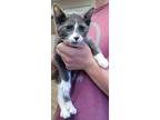 Adopt AC Ben a Domestic Short Hair