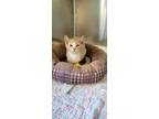Adopt AC Randy ( West 11th Street ) a Domestic Short Hair
