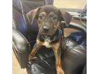 Adopt Kalife a Mixed Breed