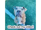 Adopt Brett a Mixed Breed