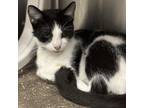 Adopt Izzy a Domestic Short Hair