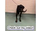 Adopt Buggs a Mixed Breed