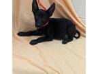 Adopt Nicholas a Mixed Breed