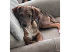 Adopt JASPER a Catahoula Leopard Dog, Australian Shepherd