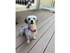 Adopt Bern a Shih Tzu