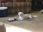 Adopt Zurich a Shih Tzu