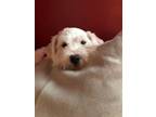 Adopt TEMPE a Shih Tzu