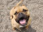Adopt Subi a Pit Bull Terrier, Mixed Breed