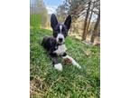 Adopt Travis a Border Collie, Mixed Breed