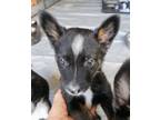 Adopt Teller a Border Collie, Mixed Breed