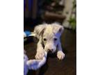 Adopt Griffin a Border Collie