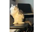 Adopt Thistle a Maine Coon
