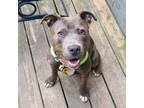Adopt Gus a Pit Bull Terrier