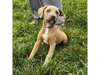 Adopt Lolly a Mixed Breed
