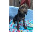 Adopt Roly-poly a Mixed Breed