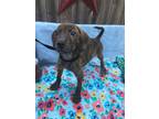 Adopt Cricket a Mixed Breed