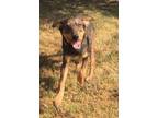 Adopt Froggy a Mixed Breed