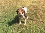 Adopt Spud a Mixed Breed
