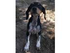Adopt Turnip a Mixed Breed
