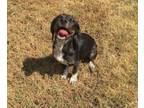 Adopt Bean a Mixed Breed