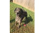 Adopt Newt a Mixed Breed
