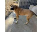 Adopt Clark a Boxer