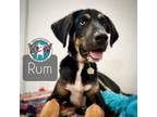 Adopt Rum Beaumont PTC 2 a Black and Tan Coonhound, Mixed Breed