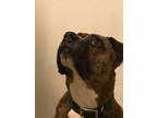 Adopt Odie a Boxer