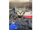 Adopt Frankie a Domestic Short Hair