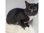Adopt Shrek a Domestic Short Hair