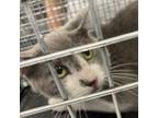 Adopt Skippy Skippins a Domestic Short Hair