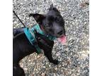 Adopt Charming a Black Labrador Retriever, Mixed Breed