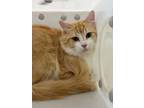 Adopt Fluffy a Domestic Medium Hair, Domestic Short Hair
