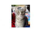 Adopt Derby a Domestic Short Hair