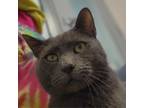 Adopt Maverick a Domestic Short Hair