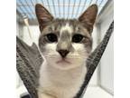 Adopt Atlas a Domestic Short Hair