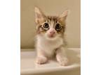 Adopt Cooper (bonded w/Sherman) a Domestic Medium Hair, Manx