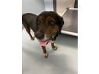 Adopt Rusty a Beagle, Mixed Breed