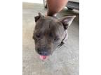 Adopt stitch a American Staffordshire Terrier