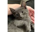 Adopt Bernard a Russian Blue, Domestic Short Hair