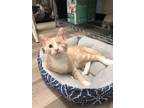 Adopt Igon a Domestic Short Hair
